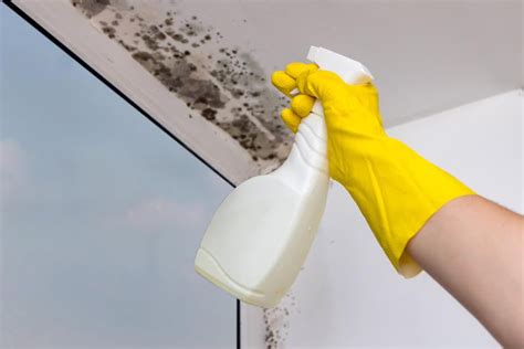 Mold Vs Mildew Whats The Difference
