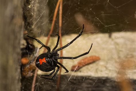 Blackwidowspider Pointe Pest Control Chicago Pest Control And