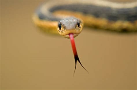 Snake Tongue Stock Photos Pictures And Royalty Free Images Istock