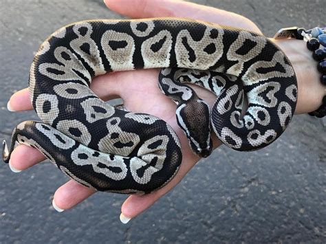 Z Out Of Stock Axanthic Vpi Pastel Ball Python Cb 2018 Male