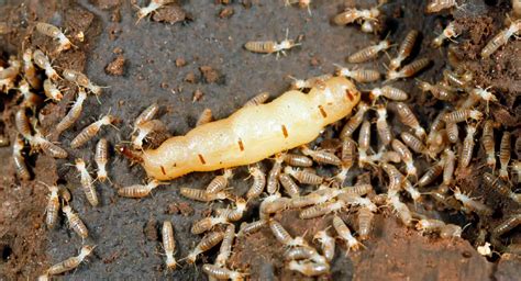 Termite Queen Size Lifespan And Facts Rentokil Indonesia