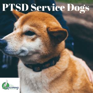 We did not find results for: PTSD Service Dogs - Promising New Study | Dog Training ...