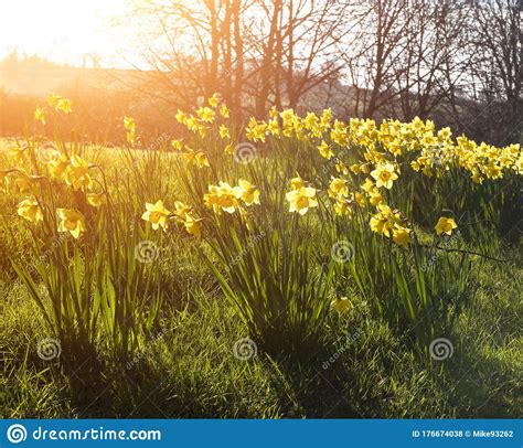 Daffodils And Grass In The Foreground With Bright Rays Of Yellow