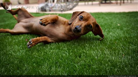 Artificial grass is simple to maintain, doesn't require trimming, and, most of all, is easy to clean. 5 Top Benefits of Artificial Turf for Dog Owners | The ...