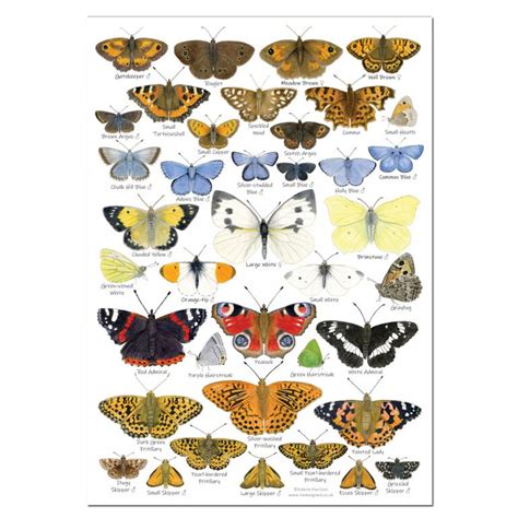 British Butterflies Identification A4 Card Poster