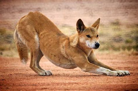 Dingoes In The Wild Dogs And Philosophers