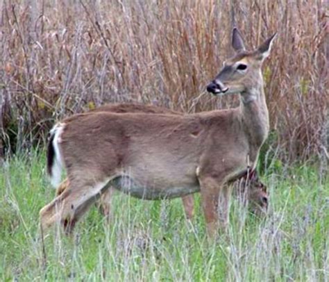 Hunting Female Deer A Better Population Management Strategy Field Crops