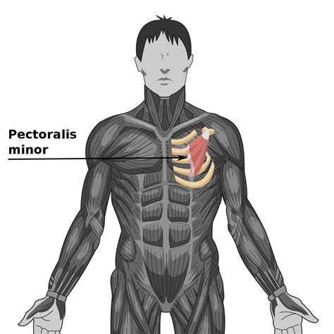 Músculo Pectoral Menor Wikipedia La Enciclopedia Libre