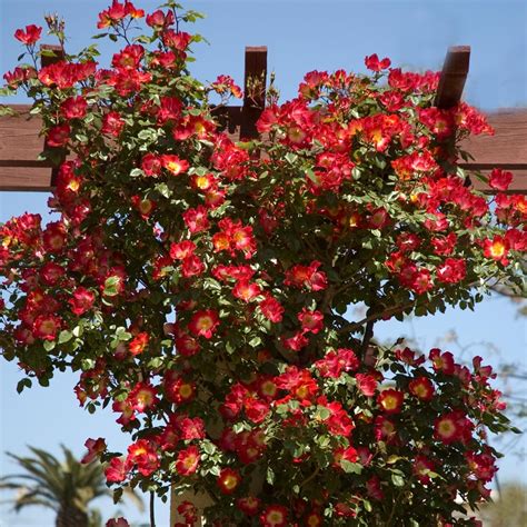 Les rosiers grimpants constituent un ensemble d'espèces de rosiers qui possèdent des tiges sarmenteuses, souples et longues de plusieurs mètres, inconnues chez les formes normales dites « en buisson ». Rosier Grimpant COCKTAIL ® Meimick, rosiers grimpants Meilland Richardier