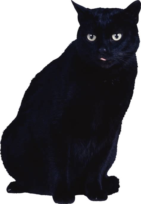 Black Cat Kitten Cat Png Download 483698 Free Transparent Cat