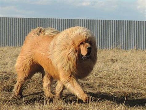 Like A Lion Tibetan Mastiff Tibetan Mastiff Dog Mastiffs