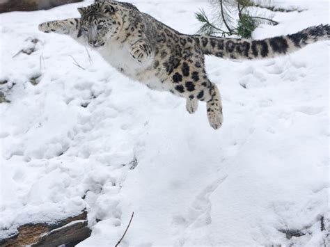 Зоологический форум Снежный барс или ирбис Panthera Uncia