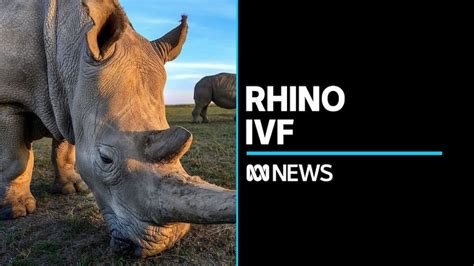 World’s First Ivf Rhino Pregnancy Could Save Species Abc News