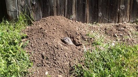 Critter Digging Holes In My Lawn Youtube