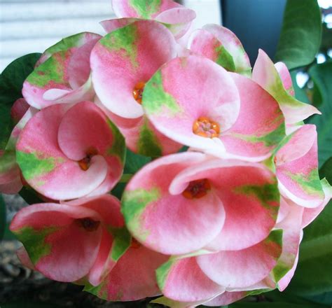 Sale CROWN OF THORNS Euphorbia Milii Corona de Cristo | Etsy