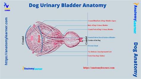 Dog Urinary Bladder Anatomy Anatomylearner The Place To Learn