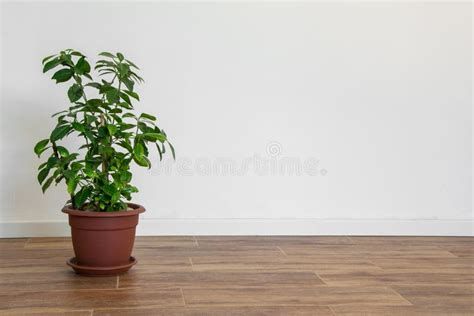 Beautiful Potted Gardenia Plant In An Empty Room Simple Interior Stock