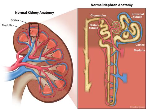 Kidney Anatomy Unlabeled