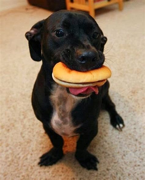 40 Cute Pictures Of Animals Stuffing Food Into Their Mouth