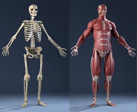 Male Anatomy Muscles Skeleton 3D Model