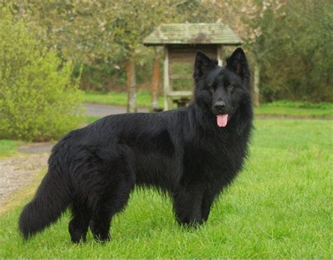Long Haired Black German Shepherd Doggies ️ Schäferhunde