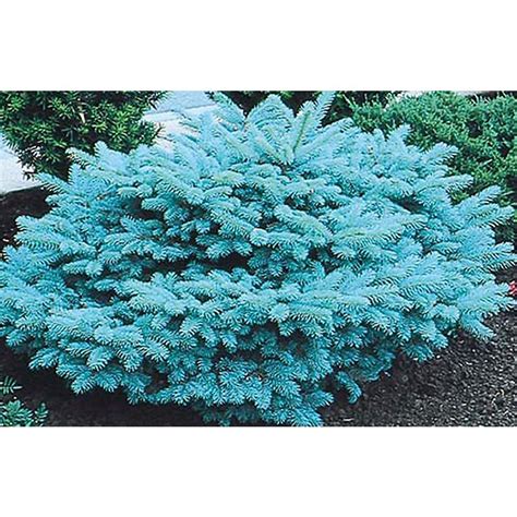 Shop 875 Gallon Blue Globosa Spruce Feature Tree L4100 At