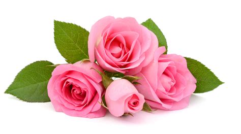 Rosas Rosas La Elegancia De Los Tonos Rosados Floraqueen Es