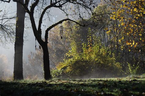 Free Images Tree Nature Forest Branch Sun Fog Mist Meadow