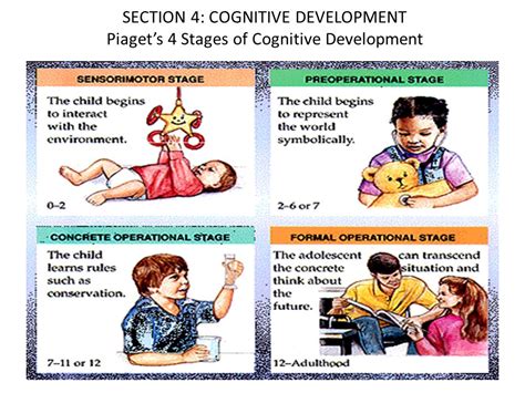 Piaget S Stages Of Cognitive Development Rededuct Com