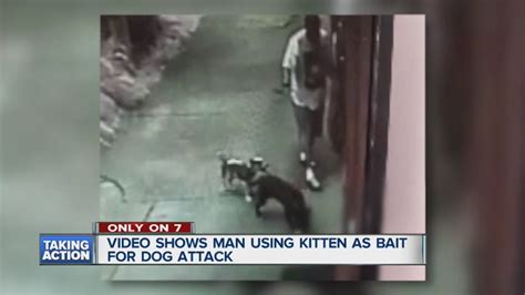 Video Shows Man Pushing Dogs To Kill Kitten In Detroit