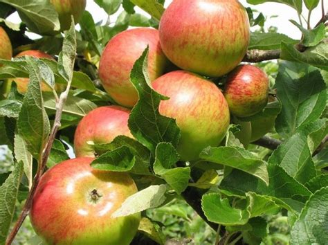 Dr Harvey Cooking Apple Tree £2250 Cooking Apples Mid Season