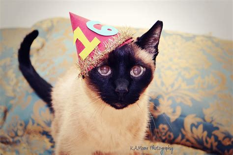 Kitten Birthday Party Ideas Cat Birthaday Theme Siamese Of Day