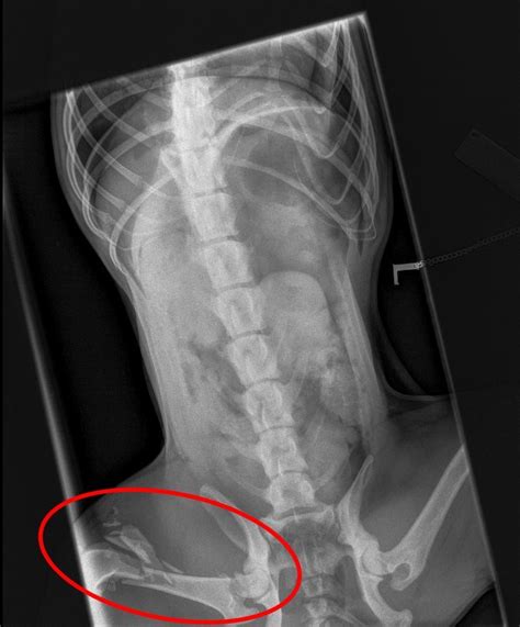 Hip dislocation, from hip dysplasia or from injury, along with a luxating patella (sliding knee cap) are among the most common dislocations seen in cats. Dam dog Darcy is survivor of the year - The Courier