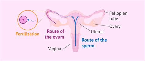 The Sperm Swim Towards The Fallopian Tubes To Fertilize The Egg