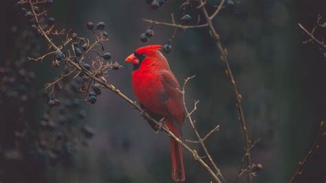 Wallpaper Cardinal Red Bird Bird 4k Animals 18294