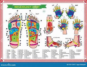Foot And Hand Reflexology Chart Stock Illustration Image 57611549