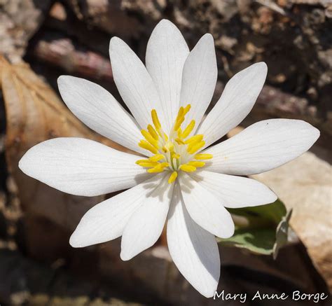 Bloodroot The Natural Web