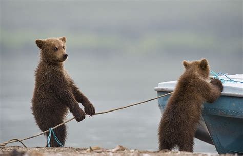 Baby Bears Boating Funny Bears Cute Bears Baby Bears Baby Animals