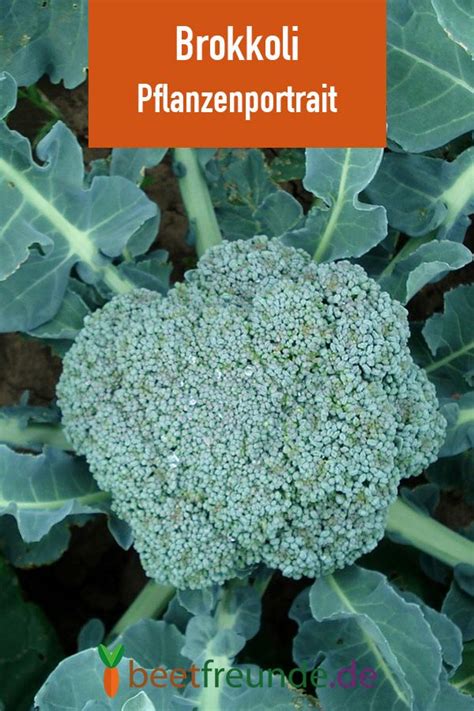 Brokkoli Tipps Zu Anbau Pflege Und Verwendung Beetfreundede