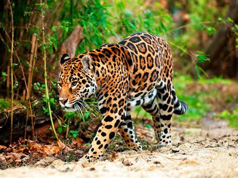 Dónde Ver Animales En Peligro De Extinción En México Dónde Ir