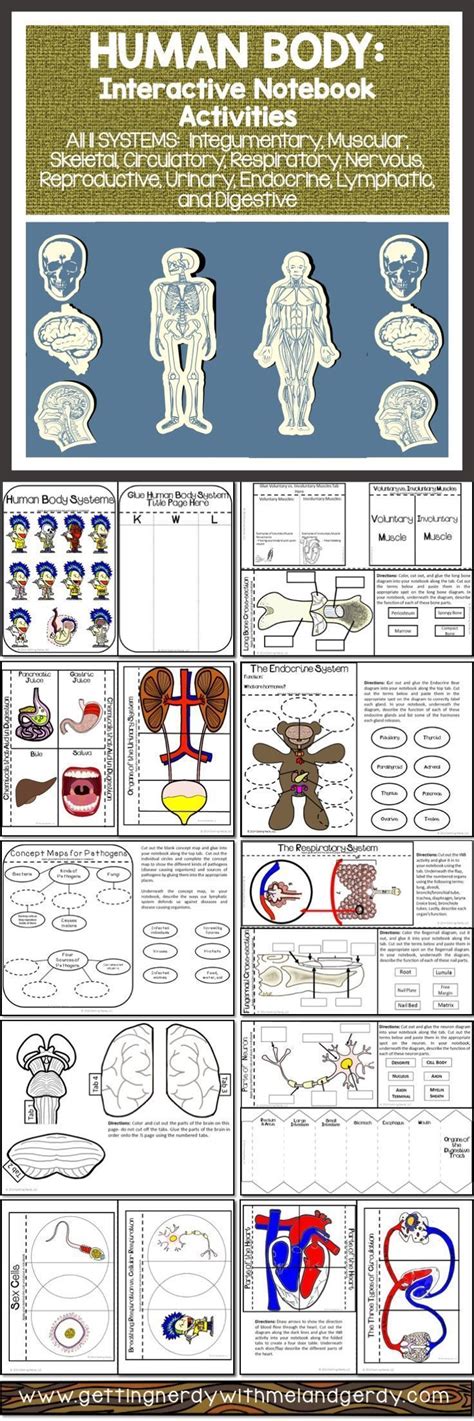 Human Body Systems Foldables Interactive Science Notebook