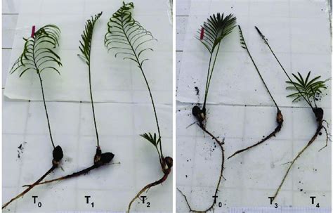 ­ Cycas Revoluta Plants Obtained From Pre­treated Seeds With