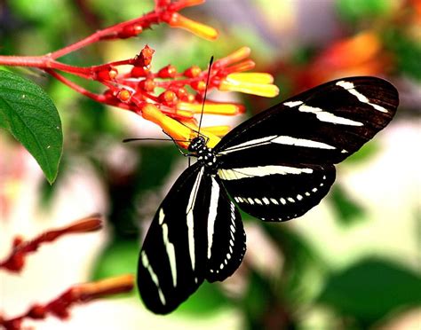 Zebra Longwing Butterfly Photograph By Ira Runyan