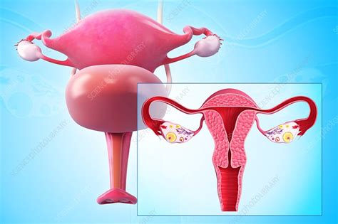 Female Reproductive System Artwork Stock Image F006 2057 Science
