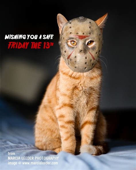 Happy Friday The 13th 재미있는 동물 밈 웃긴 고양이 웃긴 동물 Gatos Ganja 유머 농담