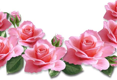 Bunga Ros Png Bunga Png Pink Flower Decor Rose Pink Fuchsia Frame