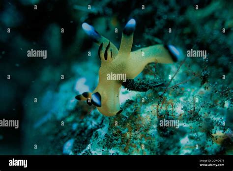 pikachu nudi stockfotos und bilder kaufen alamy