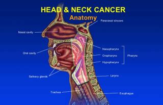 Cancers of the head and neck can form in the: Head and Neck Cancers: Symptoms, Signs & Treatments ...