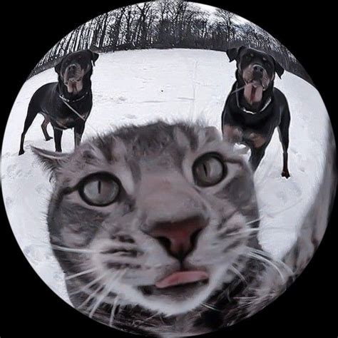 Cat Round Pfp 2 In 2022 Cat Icon Cute Cats And Dogs Hello Kitty