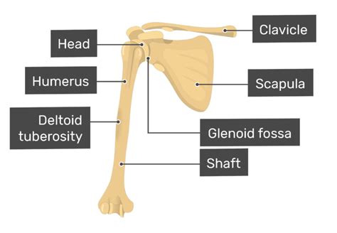 Humerus Bone Labeling Anatomy